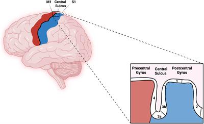 Somatotopic Mapping of the Fingers in the Somatosensory Cortex Using Functional Magnetic Resonance Imaging: A Review of Literature